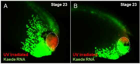 BRAK RNA 활성화 위치 조절 어세이