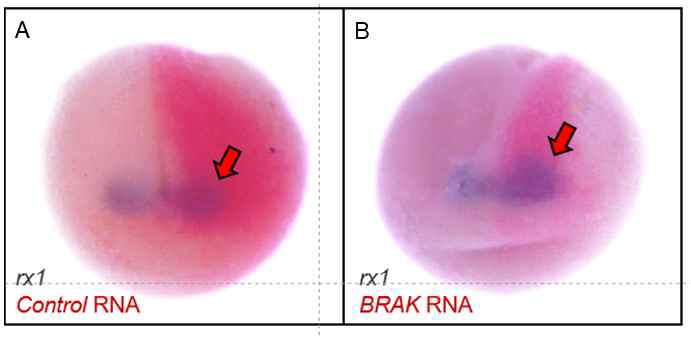 BRAK 기능획득 표현형 연구 (In situ hybridization)