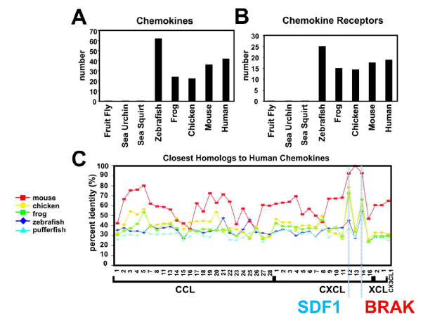 척추동물의 케모카인 유전자. SDF1과 BRAK이 가장 보존되어 있음. SDF1는 CXCR4를 통해 신호를 전달하며 이는 모든 척추동물에서 보존되어 있음. 반면 BRAK의 수용체는 알려져 있지 않음 (DeVries et al., 2006)