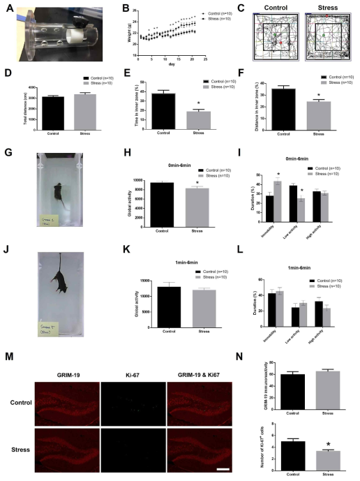 만성스트레스를 주기 위한 head fix restrainer (A). 스트레스에 의한 체중변화 그래프(B). Open field test 경로 추적 모습(C). Open field test 동안 총 이동거리 (D). Open field test 동안 내측 공간에서 머무른 시간(E). Open field test 동안 내측 공간에서 이동한 거리(F). 강제수영검사하는 모습(G). 강제수영검사 동안 생쥐의 총 활동량(H). 강제수영검사 동안 생쥐의 활동정도를 나타낸 시간(I). 꼬리매달기검사하는 모습(J). 꼬리매달기검사 동안 생쥐의 총 활동량(K). 꼬리매달기검사 동안 생쥐의 활동 정도를 나타낸 시간(L). 해마의 치아이랑에서 만성스트레스에 의한 GRIM-19과 Ki-67의 발현변화를 관찰한 형광염색사진(M) 및 정량그래프 (N). t-검정 및 one-way ANOVA 분석, 모든 값 평균±SEM