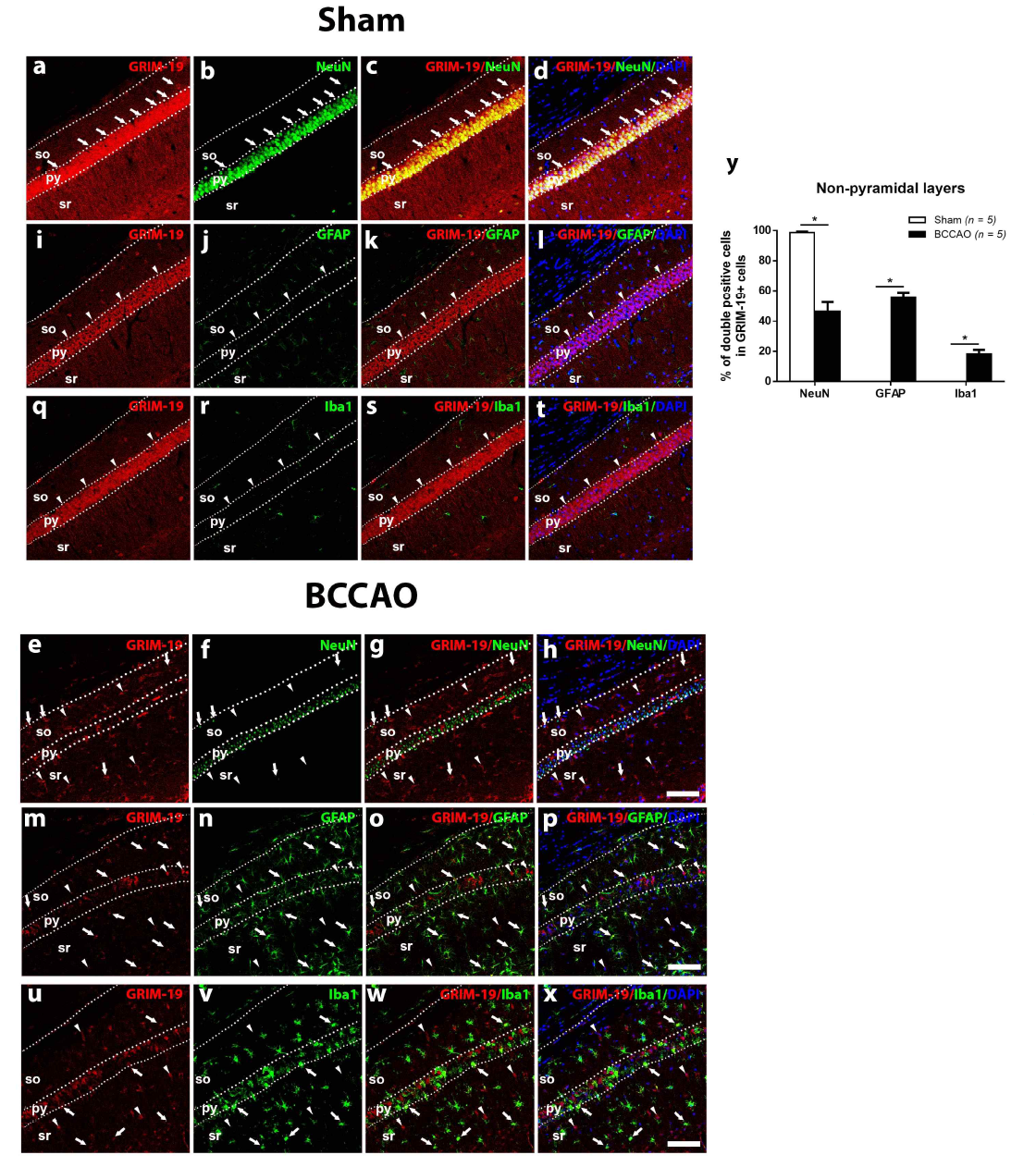 일과성 뇌허혈 후 해마 CA1 부위에서 GRIM-19 발현 양상 변화. 정상 생쥐군(Sham)과 뇌허혈을 유도한 생쥐군(BCCAO)의 피라밋층 주변 부위(stratum oriens; so, stratum radiatum; sr)에서 GRIM-19-발현 세포 중 NeuN(a-h), GFAP(i-p) 또는 Iba1(q-x)-양성발현을 보인 세포의 비율 (y), 화살 표시: GRIM-19과 NeuN, GFAP 또는 Iba1 이중염색세포. 화살촉: GRIM-19만을 발현하는 세포. scale bar=250 um. t-검정 분석, 모든 값 평균±SEM
