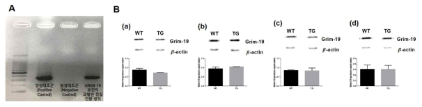 GRIM-19 TG primer를 이용한 PCR 결과(A), 정상 생쥐군과 과발현 형질전환 생쥐군의 해마(B), 대뇌피질(C), 소뇌(D), 후각망울(E) 조직에서 GRIM-19 단백 발현 양 비교. 모든 조직에서 정상 생쥐군과 GRIM-19 TG군 사이에 유의성이 발견되지 않음. t-검정 분석, 모든 값 평균±SEM