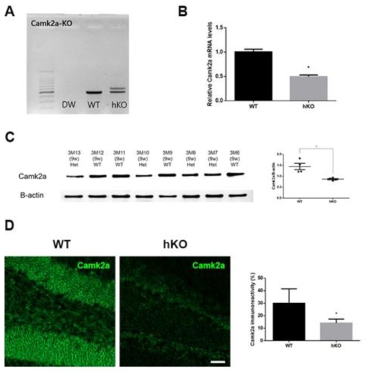 Camk2α knockout primer를 이용한 PCR 결과(A) , 정상 생쥐군과 Camk2α-이 형접합결손(Camk2α-hKO) 생쥐군의 해마에서 qRT-PCR을 이용한 Camk2α mRNA 발현 비교(B), 정상 생쥐군과 Camk2α-hKO 생쥐군의 해마에서 Camk2α와 β-actin 단백 발현양 비교(C), 정상 생쥐군과 Camk2α-hKO 생쥐군의 치아이랑에서의 Camk2α 형광면역염색 발현 양상 비교(D). t-검정 분석, 모든 값 평균±SEM