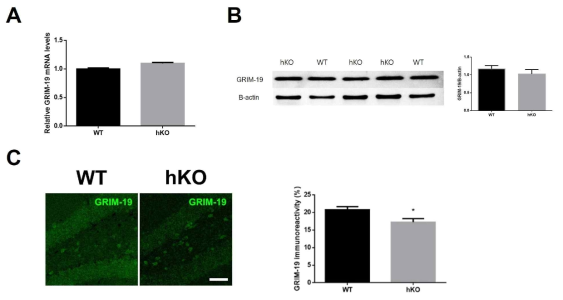 정상 생쥐군과 Camk2α-hKO 생쥐군의 해마에서 qRT-PCR을 이용한 GRIM-19 mRNA발현 비교(A), 정상 생쥐군과 Camk2α-hKO 생쥐군의 치아이랑에서 GRIM-19과 β-actin 단백 발현양 비교(B), 정상 생쥐군과 Camk2α-hKO 생쥐군의 치아이랑에서의 GRIM-19 형광염색 발현 양상 비교(C, D). t-검정 분석, 모든 값 평균±SEM