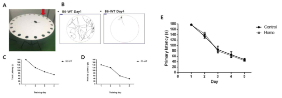 반즈 메이즈 실행모습(A). 학습 1일째와 4일째, 정상 생쥐의 경로추적을 비교한 결과(B). 탈출구로 완전히 빠져나가는 시간(total latency)을 나타낸 그래프(C). 최초로 탈출구 근처에 도달한 시간(primary latency)을 나타낸 그래프(D). 정상 생쥐군과 Homo군 사이의 최초로 탈출구 근처에 도달한 시간을 나타낸 결과(E)