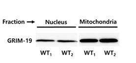 성체 생쥐 해마에서 세포분획법을 이용한 핵(nucleus)과 미토콘드리아 (mitochondria)의 분획에서 GRIM-19 단백 발현 양 분석