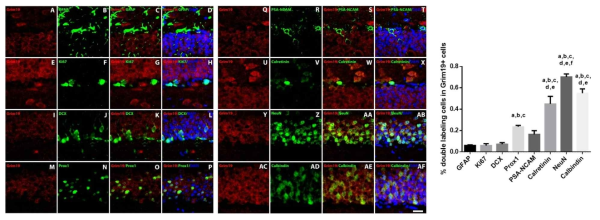 성체 해마 치아이랑의 과립세포하층(subgranular zone, SGZ)에서 GFAP(A-D), Ki67(E-H), DCX(I-L), Prox1(M-P), PSA-NCAM(Q-T), Calretinin(U-X), NeuN(Y-AB), Calbindin(AC-AF)을 GRIM-19과 이중 염색하여 관찰함. scale bar=50 um. (AG) GRIM-19과 동시 발현되는 공존계수 (colocalization coefficient)를 나타냄. one-way ANOVA 분석. 모든 값 평균±SEM