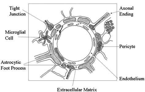 뇌모세혈관의 뇌-혈액장벽 모식도