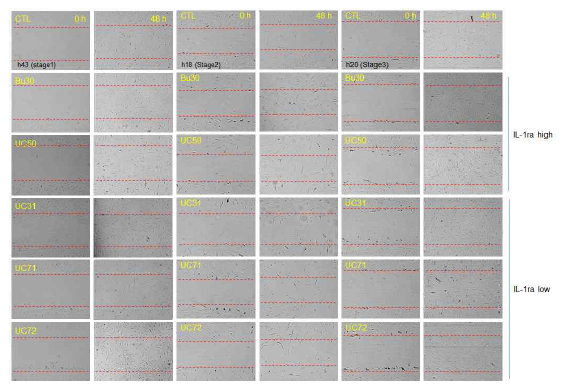 Wound healing assay