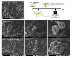 Cell-based cartilage system 확립. 턱관절염 환자 유래 chondrocytes와 chondrocyte로 분화시킨(3일간) 제대 간엽줄기세포와 4일간 coㅡculture로 재생을 위한 배양을 실시함. 재생된 환자 유래 chondrocytes(dhMSC-treated chondrocytes)를 chitosan/fibrin scaffold에 5일 동안 재배양 후에 scanning electron microscopy (SEM) image로 분석함. (x500, x1000, x1500배)