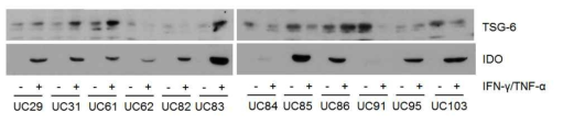 IFN-γ/TNF-α priming 한 줄기세포에서 TSG-6와 IDO 단백질 발현변화 확인. 제대 간엽줄기세포에 IFN-γ(65 ng/ml)과 TNF-α(15 ng/ml)를 24시간 처리 후, 단백질 발현의 차이를 Western blot으로 확인