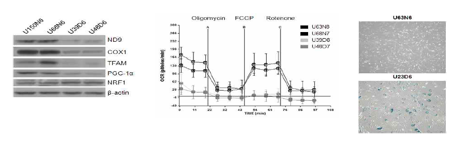 정상[Normal, N]과 임신성 당뇨병[Diabetes, D] 줄기세포의 미토콘드리아 기능 단백질 비교[좌], 산소소모량 profile[가운데], 동일한 passage 6에서 정상줄기 세포 대비 당뇨 줄기세포에서 노화 마커 acid β-Gal 염색[우]