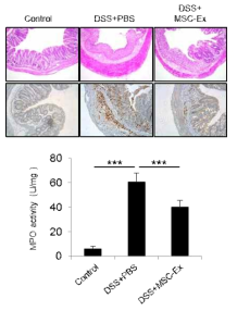 염증성 장질환 C57BL/6 쥐에서 줄기세포 치료 효과 조사. DSS 투여 후 PBS 준 대조군과 DSS 투여 후 간엽줄기세포 추출물을 투여한 치료군의 장에서 염증에 관여하는 neutrolphil 마커 myeloperoxidase(MPO) activity를 조사함. 줄기세포 추출물을 준 마우스군(DSS+hMSC-Ex)에서 낮은 MPO 염색(위)과 활성도(아래)가 나타남