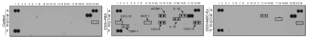염증성 장질환 C57BL/6 쥐의 장조직 cytokine 분비 조사. 정상 쥐(control), DSS만 투여한 쥐, DSS와 줄기세포 추출물을 투여한 쥐의 장조직에서 단백질을 추출하여 분석함. 줄기세포 추출액을 투여한 DSS+hMSC-Ex 쥐의 cytokine 분비가 control 쥐와 유사하게 바뀜. 염증 유발인자의 발현이 감소함