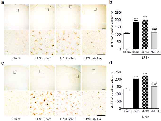 Septic 모델 두뇌에서 LPA1에 의한 미세아교세포 활성화 조절. 1일 후(a,b). 3일 후(c,d)