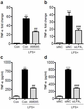 일차배양 미세아교세포에서 LPA1에 의한 TNF-α 발현 및 생성 조절