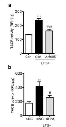 Septic 모델 두뇌 및 일차배양 미세아교세포에서 LPA1에 의한 TACE 활성 조절