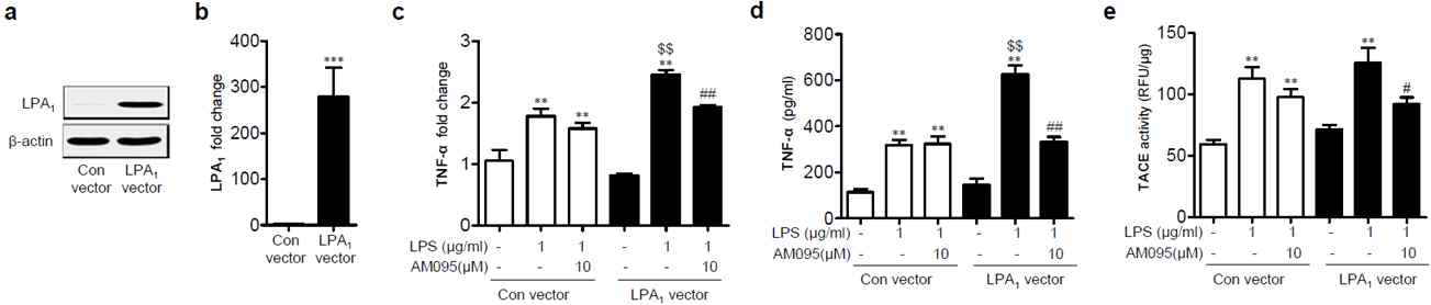LPA1을 과발현 시킨 BV2 미세아교세포주에서 LPA1에 의한 TNF-α 발현/생성 및 TACE 활성 조절