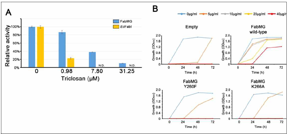 Triclosan-resistance 분석. (A) Triclosan 존재하 AH4-3 (파란색) 과 EcFabI (노란색)의 in vitro activity. (B) Triclosan 존재하에 WT 혹은 mutant AH4-3 plasmid를 가지고 있는 E. coli DH5α 성장 양상