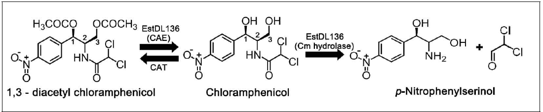 항생제 chloramphenicol에 대한 효소 EstDL136 역할. EstDL136은 chloramphenicol acetate esterase (CAE) 와 hydrolase 두 가지의 기능을 가지고 있다