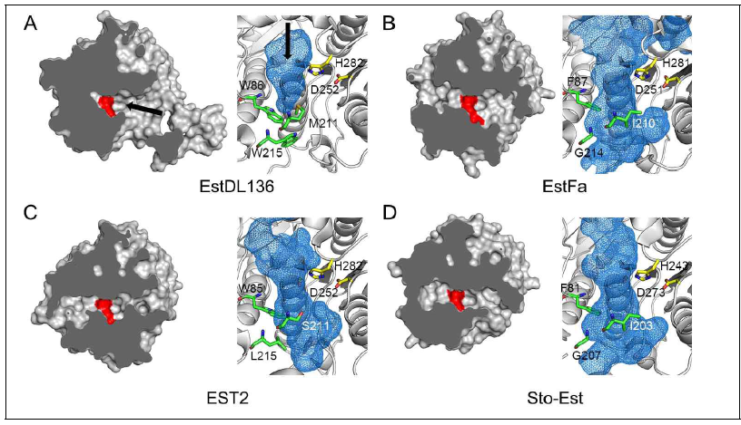 기질에 따른 HSL 계열 효소의 활성부위 크기. HSL 계열의 효소중 그 기질의 크기가 다양한 효소를 선택하여, 각 활성부위의 크기를 비교하였다. 특히, 활성부위의 크기를 결정하는 잔기로 알려진 tryptophan 및 methionine을 EstDL136에 표시하였다