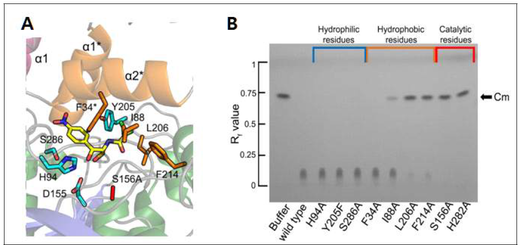 EstDL136-Chloramphenicol 결합 및 잔기 기능 분석. (A) EstDL136-Chloramphenicol binary 구조를 규명하였다. 각기 다른 색으로 잔기를 표시 하였다; Chloramphenicol (yellow), hydrophilic residues (cyan), hydrophobic residues (brown). α1* and α2*은 옆에 있는 단량체 부위이며, Ser156 잔기는 alanine 으로 돌연변이를 하여 사용하였다. (B) 다양한 돌연변이를 사용한 TLC 결과