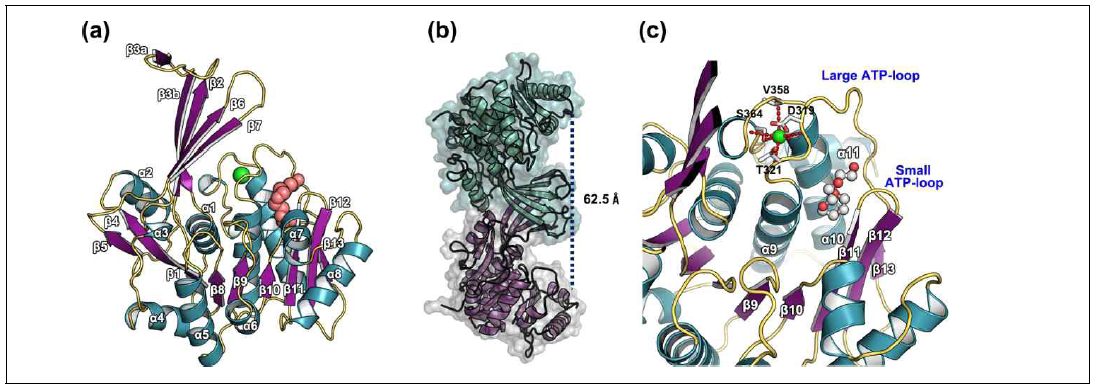 unliganded AtRBSK 분자구조 (A) 이량체[dimer] AtRBSK 분자구조 중 단량체[monomer]의 분자구조를 보여주고 있다. AtRBSK 분자구조는 large central domain(cyan색)과 central domain에서 돌출된 β-strand로 구성된 small domain(magenta색)로 이루어져있다. 금속결합부위는 녹색구(green sphere)로 표시하였다. (B) 이량체[dimer] AtRBSK 분자구조를 보여주고 있다. 각 단량체는 서로 다른색으로 표시하였다. (C) 단량체[monomer] AtRBSK에서 관찰된 금속 결합부위