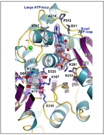 AtRBSK ribose-ATP ternary 분자구조 AtRBSK의 효소 기능을 구명하기 위해서 기질인 ribose 및 ATP가 결합된 분자구조를 규명하였다