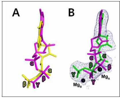 Mg2+ 존재 유무에 따른 ATP 분자구조 비교 (A) Mg2+ 없는 조건하에 규명된 기존의 ADP(노란색)와 ATP(분홍색) 분자 구조를 비교한 그림. (B) Mg2+ 존재하에 규명된 ATP(초록색) 분자 구조를 Mg2+ 없는 조건하에 규명된 ATP(분홍색)과 비교한 그림