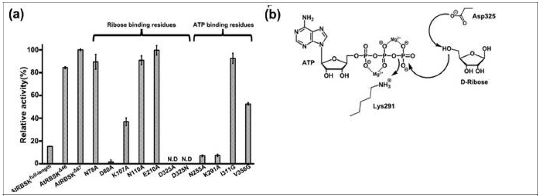 AtRBSK 기능 분석 및 효소 메커니즘