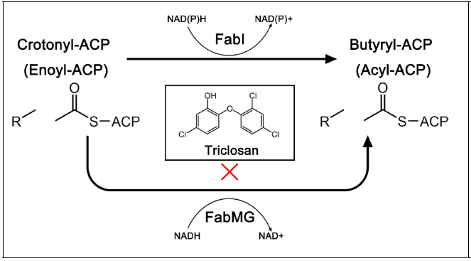 세균 type II fatty acid 생합성의 마지막 단계 반응을 주관하는 효소 FabI. 항생제 Tricolsan 은 효소 FabI에 결합하여 효소 활성을 억제하나, 본 연구에서 규명한 같은 기능을 보이는 효소 AH4-3 (후에 FabMG라 칭함)에는 결합하지 못하기에 triclosan-resistance 를 보이는 것으로 규명됨