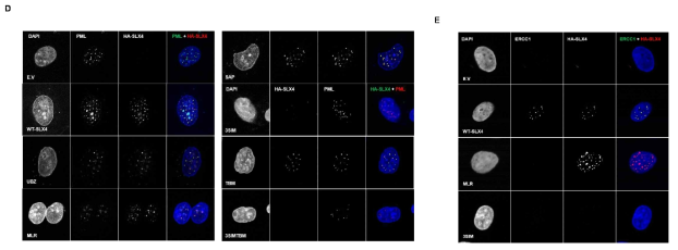 D. 수립된 세포주의 SLX4와 PML foci. E. 수립된 세포주 중 SLX4-E.V, WT, MLR,3SIM의 ERCC1과 SLX4 foci