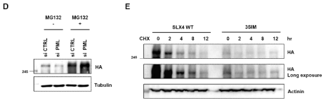 D. PML을 depletion 한 후 MG132를 처리한 세포의 단백질 양을 조사한 웨스턴 블랏. E. 단백질 합성 저해제를 시간별로 처리한 세포의 단백질 양을 조사한 웨스턴 블랏