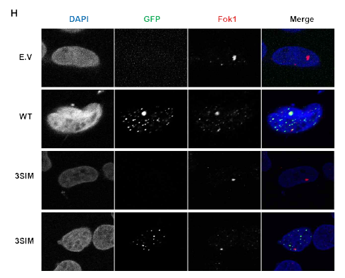 Fok1에 의해 손상지점을 지정한 세포에 GFP-E.V, SLX4-WT, SLX4-3SIM을 transfetcion하여 관찰한 foci