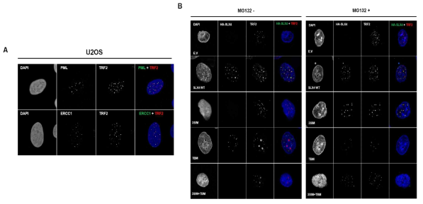 A. U2OS세포에서 면역형광으로 관찰한 PML과 TRF2와 ERCC1의 foci. B. RA3331/SLX4-E.V, WT, 3SIM, TBM, 3SIM+TBM 세포에서 면역형광으로 관찰한 SLX4와 TRF2 foci