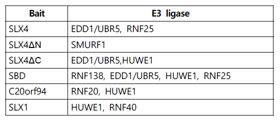 Mass-spectrometry로 선별한 SLX4의 ubiquitin E3 ligase 후보 단백질 (Svednsen et al. Cell 2009)