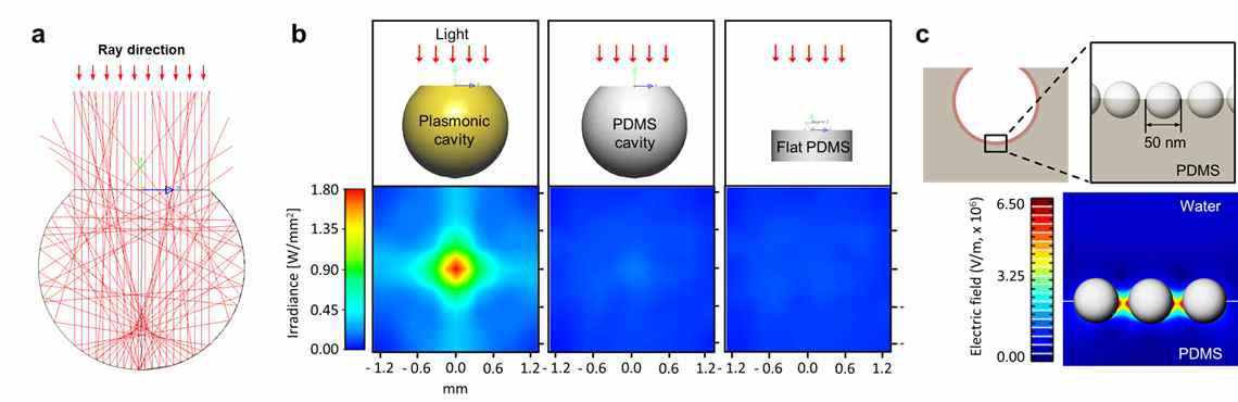 광학 구조체의 특성 시뮬레이션. (a) 구형 캐비티에서의 빛의 거동. (b) 구형 플라즈몬 구조체와 PDMS 구조체의 비교. (c) 캐비티 표면에 어셈블리된 나노입자에 의한 전기장 증폭