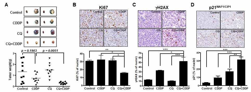 난소암 PDX mouse에서의 CQ-CDDP효능연구. A. Tumor weight, B: Ki67 C. gH2AX D. p21WAF/CIP1 IHC