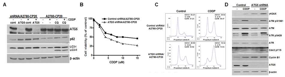 ATG5 knockdown에 의한 Autophagy inhibition과 CDDP combination과의 영향 연구