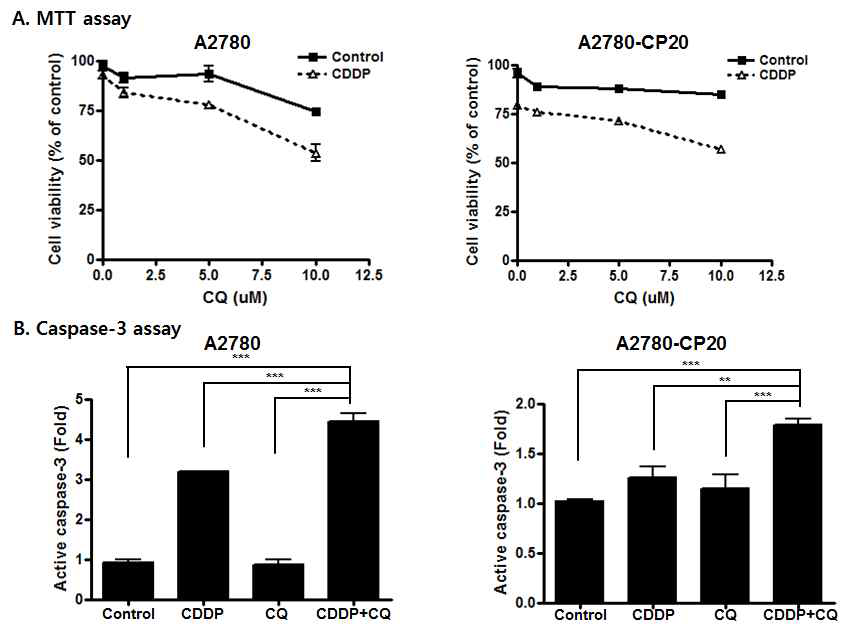 CQ-CDDP combination에 의한 Cell viability assay