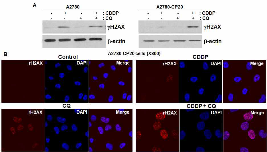 CQ-CDDP combination에 의한 DNA damage 분석