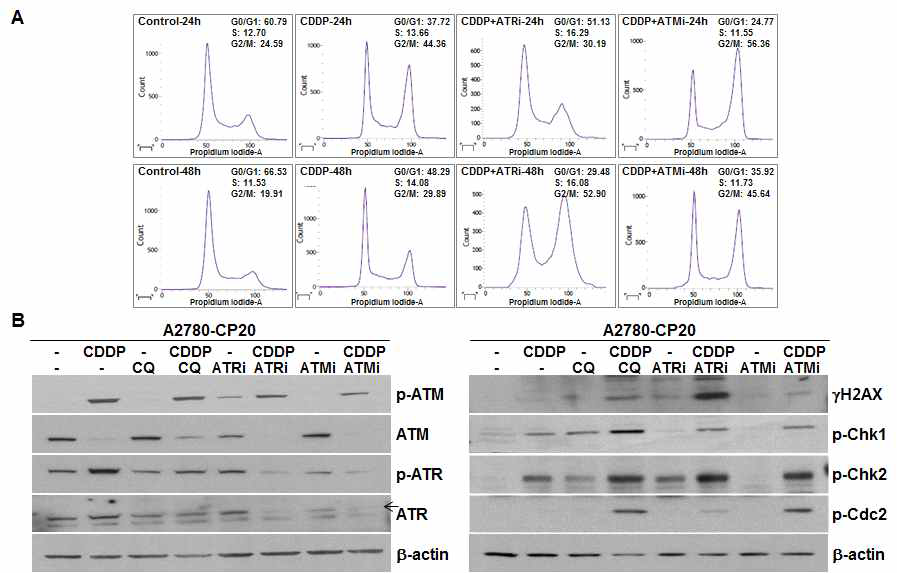 Cell cycle과 DNA damage repair-related protein에 대한 CDDP-ATM/ATR inhibitor combination 효능연구