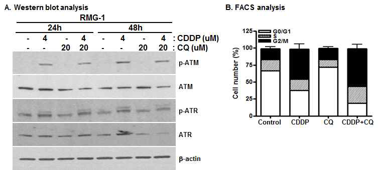 RMG-1 난소암 세포주에서 CQ-CDDP combination의 DNA damage repair 및 Cell cycle조절