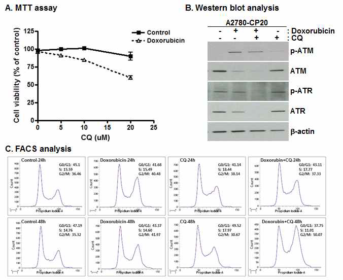 Doxorubicin-CQ combination 효능연구