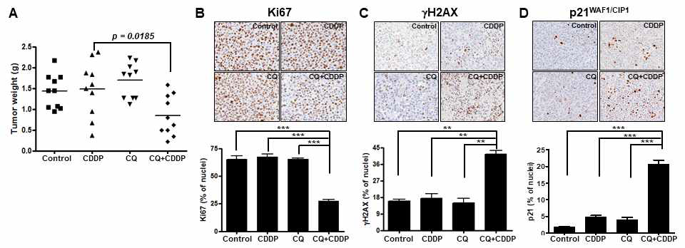 A2780-CP20 세포주-derived xenograft mouse에서 CQ-CDDP 효능 실험