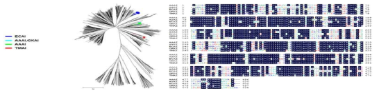 다양한 환경 미생유래 AI효소의 계통수 분석 및 아미노산 서열 상동성 비교