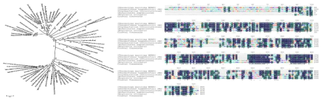 다양한 환경 미생물유래 T4E효소의 아미노산 서열 상동성 비교 및 계통수(phylogenetic tree) 분석을 통한 진화적 다양성 분석