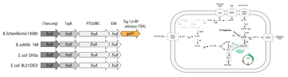 균주별 fructose pathway상의 gatY 유전자의 존재 유무 비교(좌), 호스트 균주의 D-tagatose 영양요구성 도입을 위한 당대사회로 재설계(우)