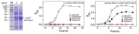 gatY 유전자의 발현확인(좌) 및 gatY 외래 유전자를 포함하는 균주의 탄소원별 성장곡선(우)