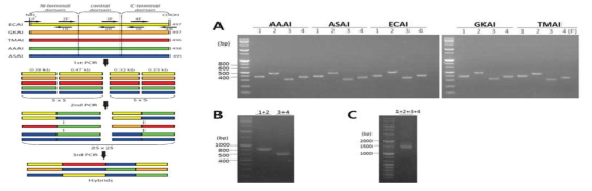 상보서열 기반 overlapping PCR 기반 유전자재조합 과정 개요 및 각 단계별 DNA 증폭 패턴 (A)유전자 단편 증폭(1st PCR), (B)단편 재조합 (2nd PCR), (C)재조합 유전자 증폭 (3rd PCR)